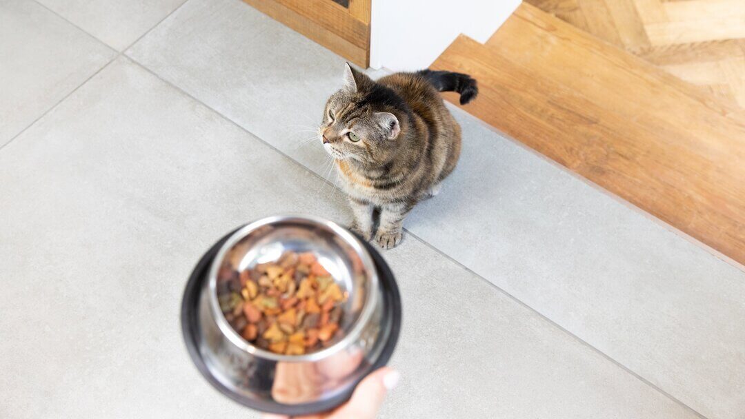 Cat Feeding Guide How Much Should I Feed My Cat? Purina